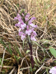 Pedicularis