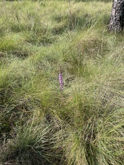 Liatris spicata