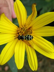 Chrysotoxum festivum