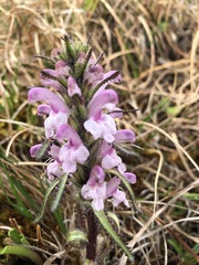 Pedicularis