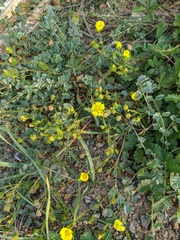 Potentilla reptans