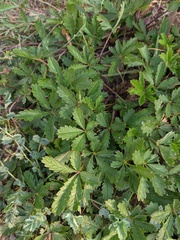 Potentilla reptans
