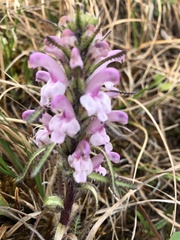 Pedicularis