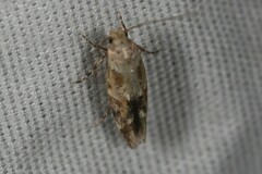 Mompha stellella