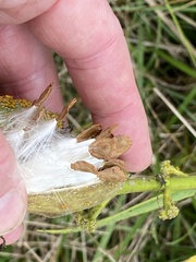 Asclepias hirtella