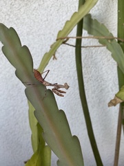 Stagmomantis