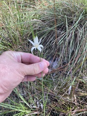 Rhynchospora colorata