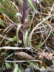 Pedicularis
