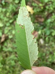 Calycomyza
