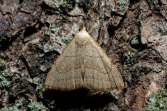 Macrochilo litophora