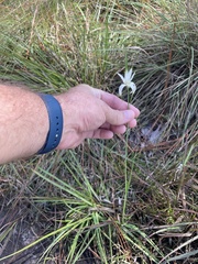 Rhynchospora colorata