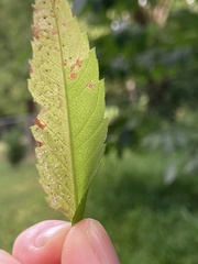Calycomyza
