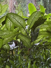 Dieffenbachia