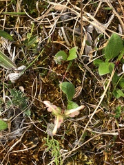 Pedicularis
