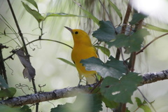 Protonotaria citrea