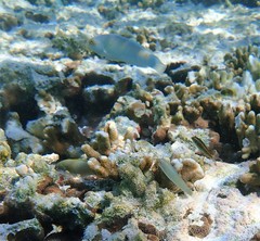 Stethojulis strigiventer