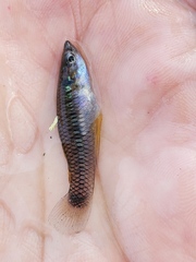Pseudoxiphophorus bimaculatus