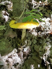 Amanita muscaria guessowii