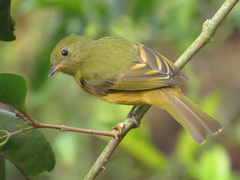 Mionectes oleagineus