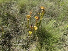 Sarracenia flava