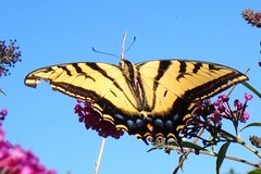 Papilio multicaudata