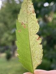 Calycomyza