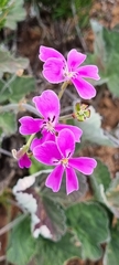 Pelargonium echinatum