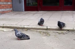 Columba livia domestica