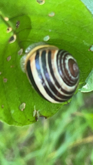Cepaea hortensis
