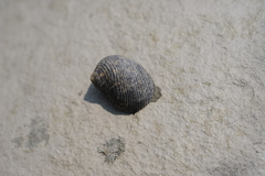 Nerita striata