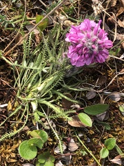 Pedicularis lanata