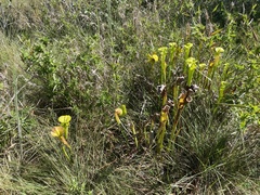 Sarracenia flava