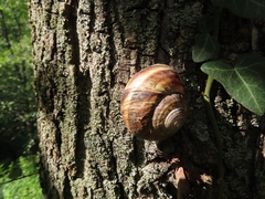 Helix lucorum