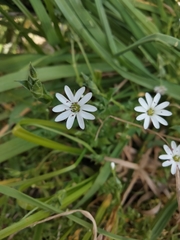 Stellaria flaccida