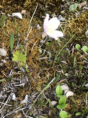 Anemone parviflora
