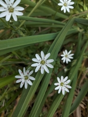 Stellaria flaccida