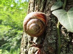 Helix lucorum