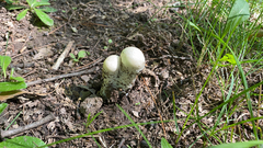 Hypomyces hyalinus