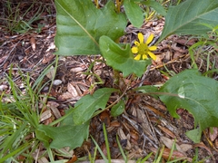 Silphium compositum