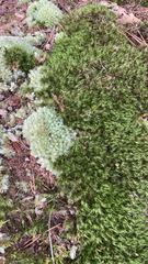 Leucobryum glaucum