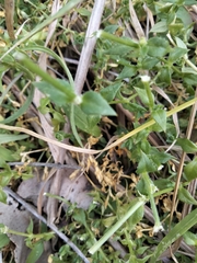 Stellaria flaccida