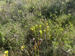 Sarracenia flava