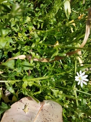 Stellaria flaccida
