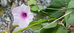 Ipomoea carnea fistulosa