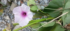 Ipomoea carnea fistulosa