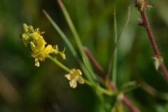 Agrimonia eupatoria