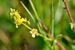 Agrimonia eupatoria