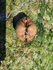 Acanthocardia echinata