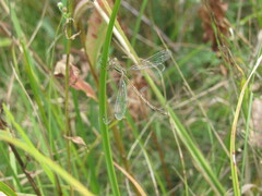 Lestes barbarus