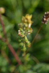 Agrimonia eupatoria